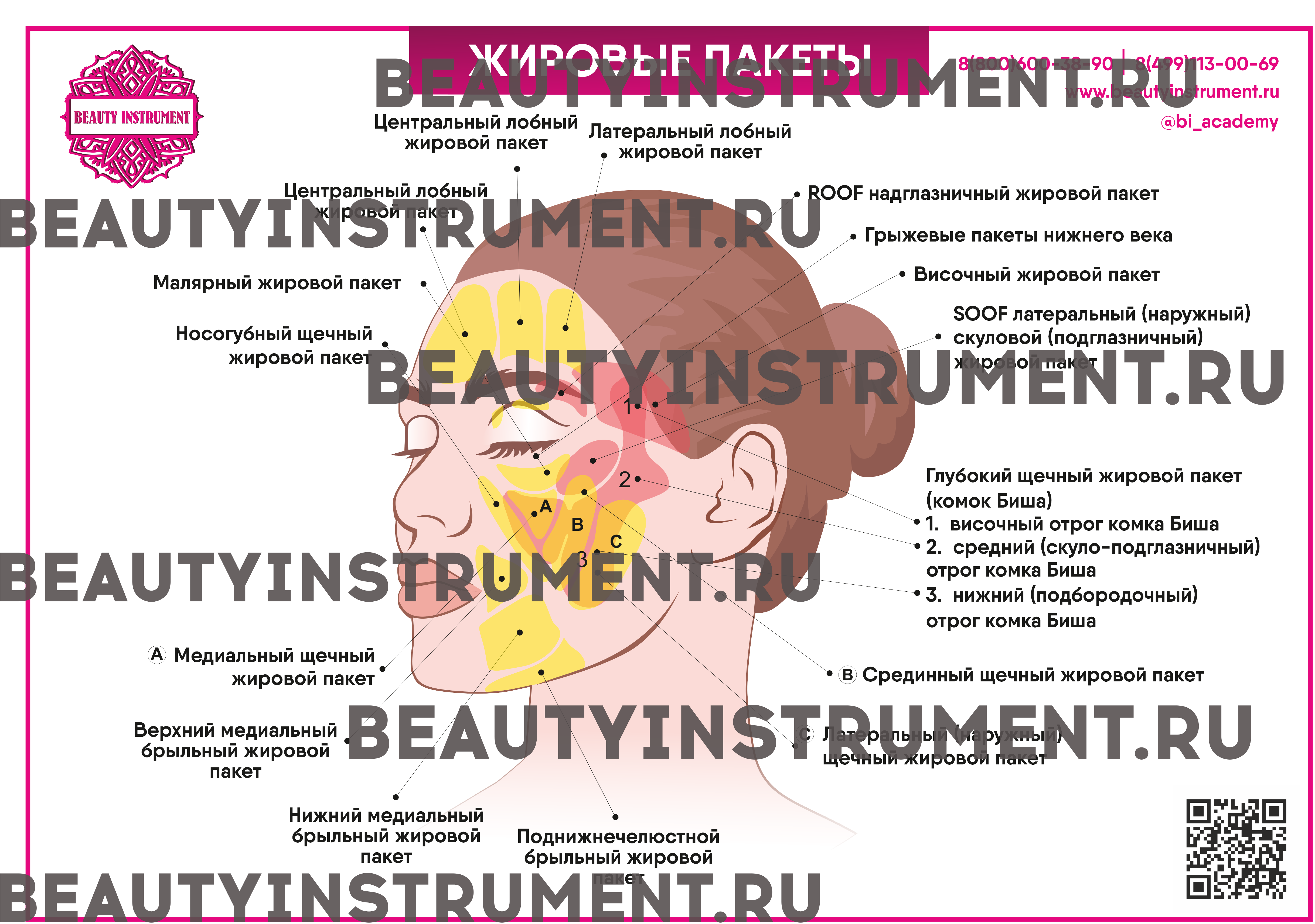 
                            Плакат А3 для косметолога "Жировые пакеты"