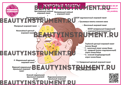 Купить Плакат А3 для косметолога "Жировые пакеты" по цене 