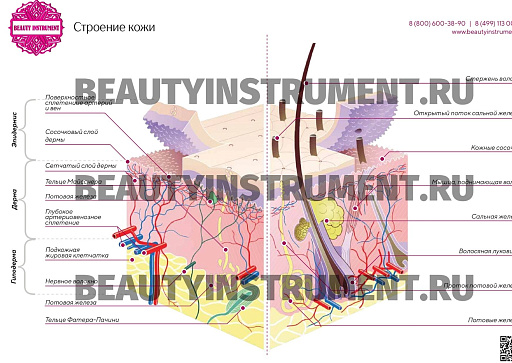 Купить Плакат А3 для косметолога "Строение кожи" по цене 